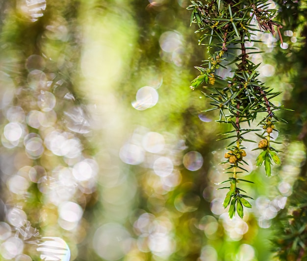 Premium Photo | Closeup Leaves Of Evergreen Coniferous Tree Juniperus ...