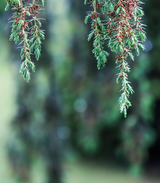 Premium Photo | Closeup Leaves Of Evergreen Coniferous Tree Juniperus ...