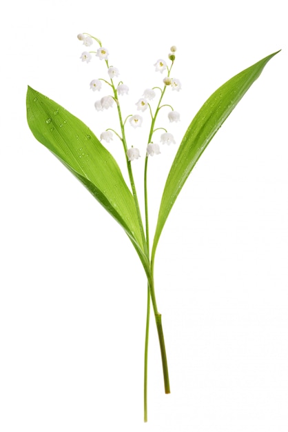 Premium Photo | Closeup on lily of the valley flowers on white