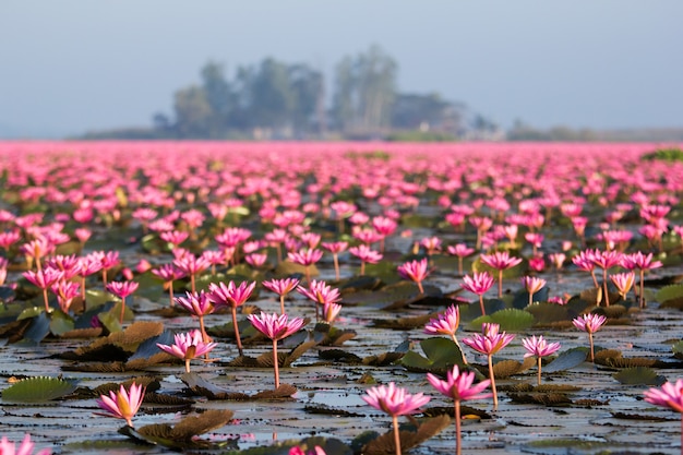 Premium Photo | Closeup lotus flower blossom of field