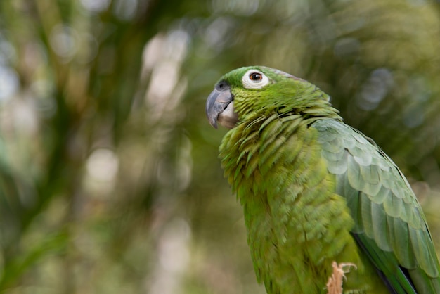 Premium Photo | Closeup of a macaw, macaw mountain bird park, copan ...