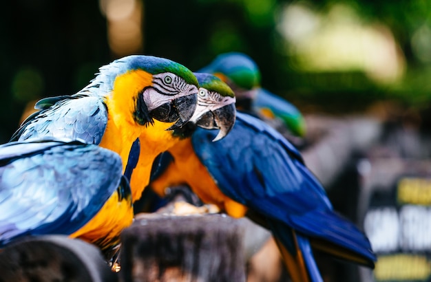 Closeup of macaws under the sunlight with greenery on the blurry background Free Photo