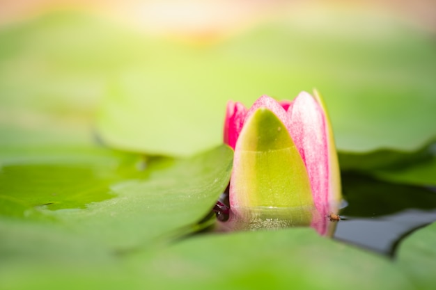 Closeup macro petal of pink water lily or lotus with green leaf in pond. Premium Photo