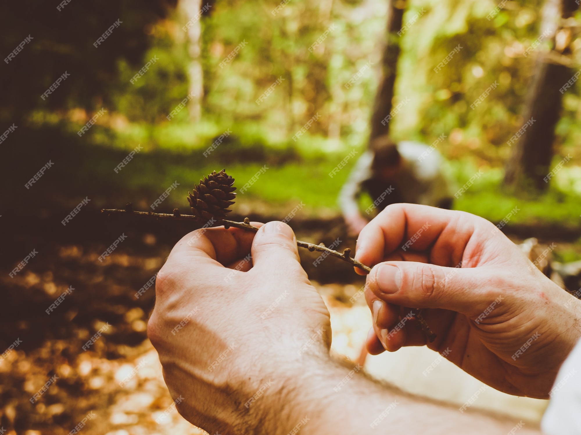 Free Photo | Closeup of a male holding a branch with pine