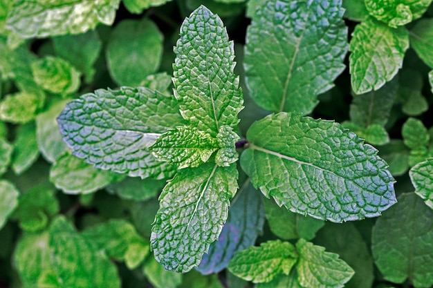 Closeup of mint plants on the plantation beds | Premium Photo