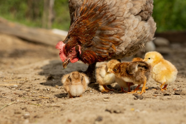 Premium Photo | Closeup of a mother chicken with its baby chicks on the ...