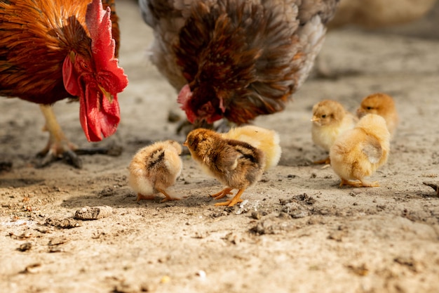 premium-photo-closeup-of-a-mother-chicken-with-its-baby-chicks-on-the