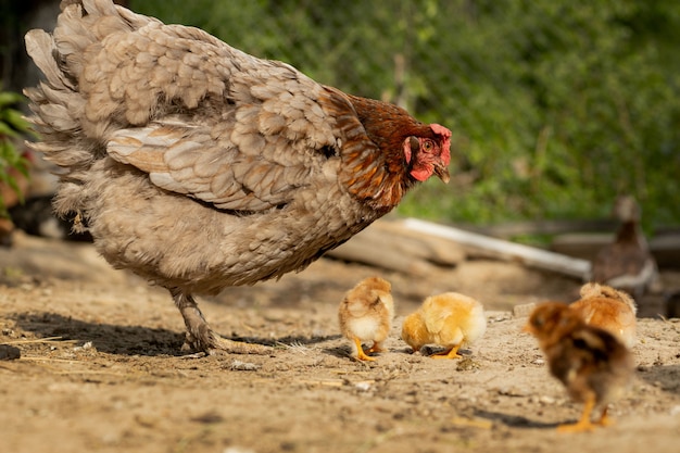 Premium Photo | Closeup of a mother chicken with its baby chicks on the ...