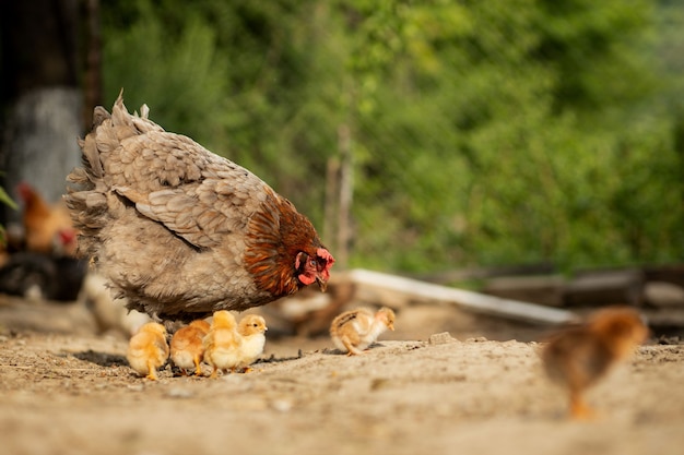Closeup of a mother chicken with its baby chicks on the farm. hen with baby chickens. Premium Photo