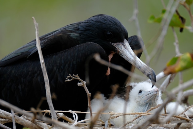 ぼやけた赤ちゃん鳥の近くの巣にクロウタドリのクローズアップ 無料の写真