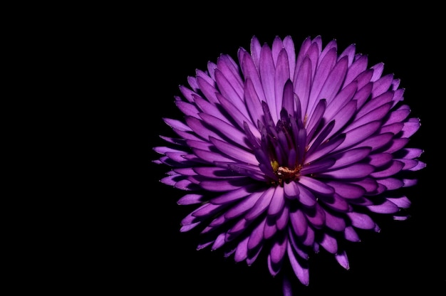 暗闇の中で分離された紫色の菊のクローズアップ 無料の写真
