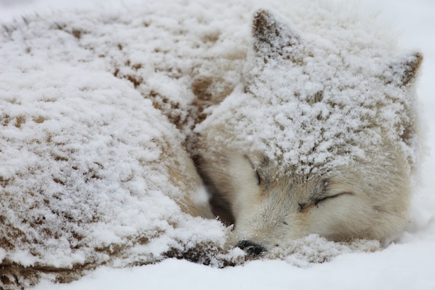 日本の北海道で雪に覆われた眠そうなアラスカのツンドラオオカミのクローズアップ 無料の写真