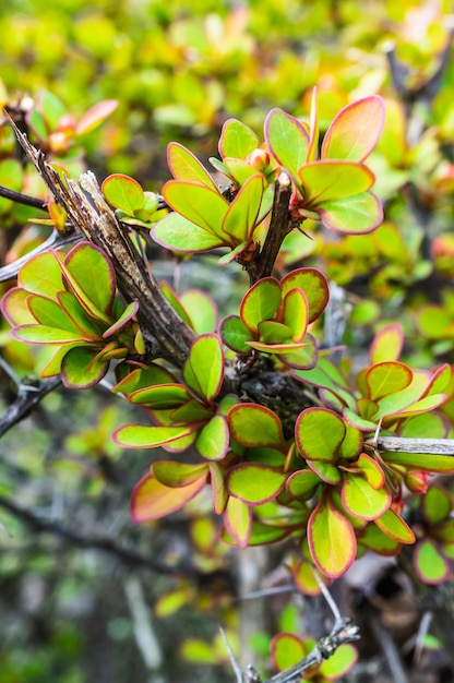 とげのある植物と赤い余白と葉のクローズアップ 無料の写真