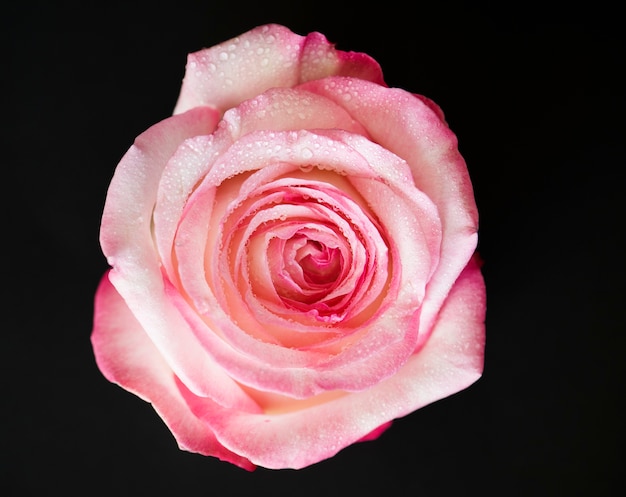 ピンクのバラ 写真 31 000 高画質の無料ストックフォト