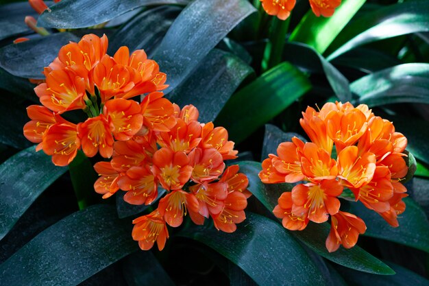 庭で撮影した明るい黄色とオレンジ色のブッシュユリの花のクローズアップ 他の名前はclivia Miniataとnatal Lilyです プレミアム写真