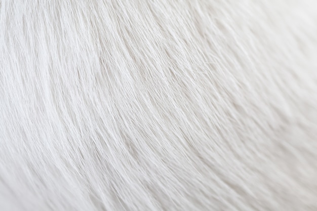 テクスチャ猫白髪肌のクローズアップ 壁紙や背景として使用します プレミアム写真