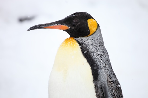 北海道の降雪時の日光の下でのキングペンギンの横顔のクローズアップ 無料の写真
