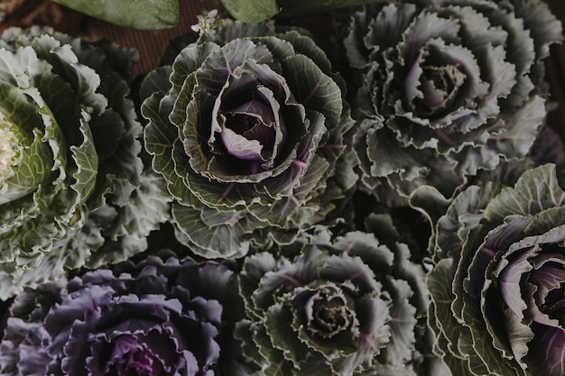 Closeup of ornamental cabbages and kales textured background Free Photo