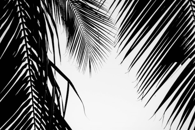 Premium Photo | Closeup palm leaves. monochrome