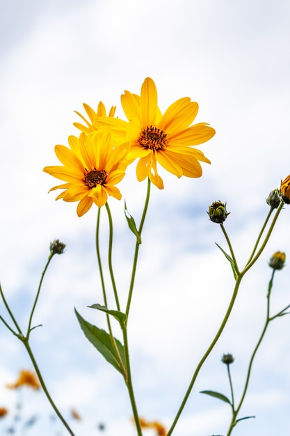 yellow flowers