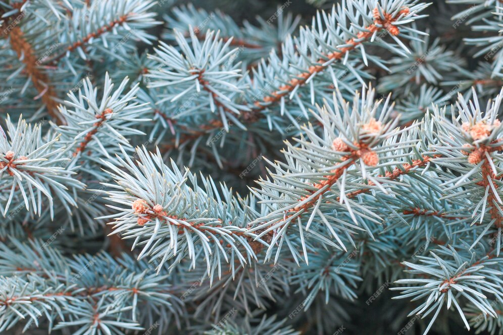 Free Photo | Closeup pine tree branches