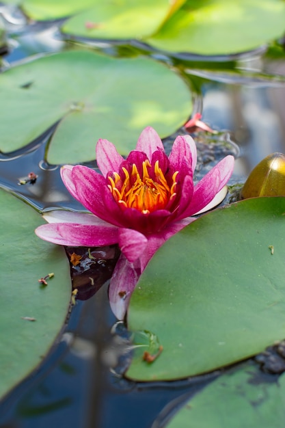 Premium Photo Closeup Of Pink Lotus Flower With Leaves On The Pond