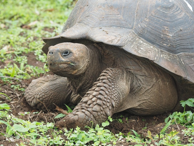 Free Photo | Closeup portrait of a gigantic turtle eating grass in the wild