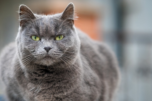 Premium Photo | Closeup portrait of serious grey furry cat.