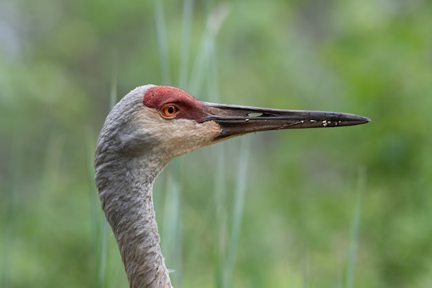 Free Photo | Closeup profile of a sand hill crane in search of food