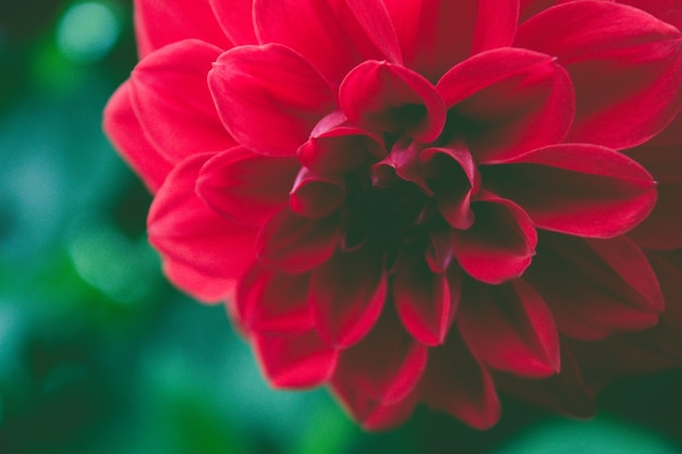 クローズアップ赤い花 無料の写真
