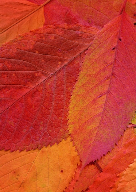 Premium Photo | Closeup of red and orange autumn leaves background