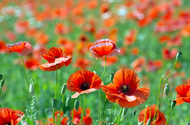 Premium Photo | Closeup of red poppy on cereal field