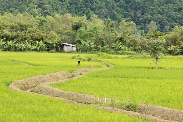 Premium Photo | Closeup of rice spike in paddy field on autum