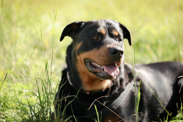 Rottweilers