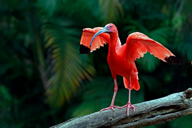 Closeup of scarlet ibis with wings wide open Photo | Premium Download