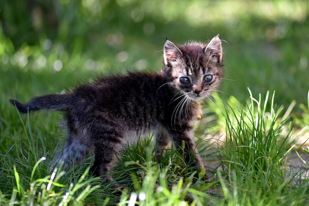 無料の写真 悲しい表情豊かな目でかわいい子猫のクローズアップセレクティブフォーカスショット