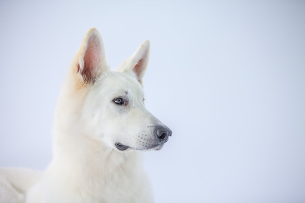 Premium Photo | Closeup shot of an adorable white dog in a studio