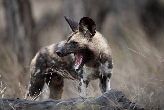 Free Photo | Closeup shot of an african wild dog with a mouth wide open