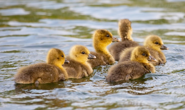 Premium Photo | Closeup shot of baby ducks swimming in the lake