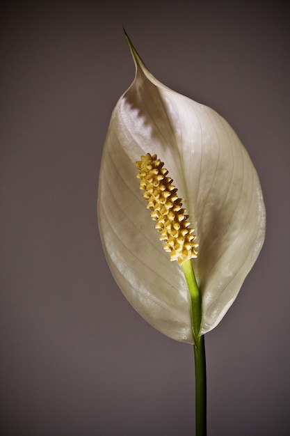 Free Photo | Closeup shot of a beautiful peace lily flower