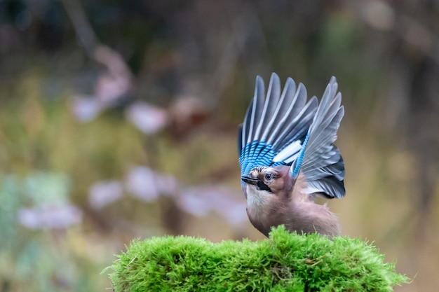 Free Photo Closeup Shot Of A Blue Jay Bird Getting Ready To Fly