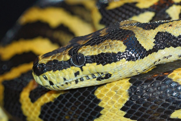 Premium Photo | Closeup shot of a boa snake curled up