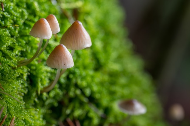 What Are Magic Mushrooms