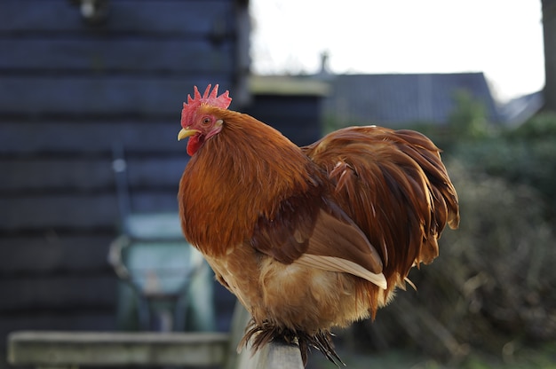 6-000-rooster-pictures