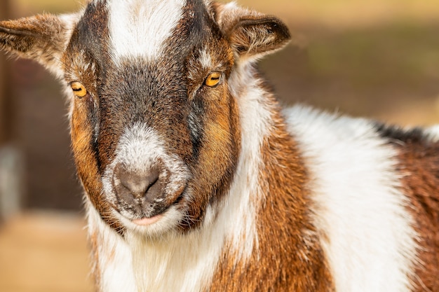 Free Photo | Closeup shot of a brown and white goat