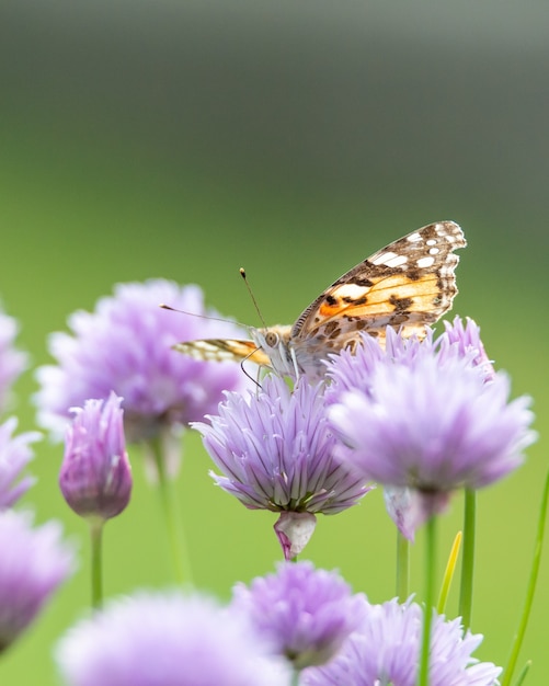 Free Photo Closeup Shot Of A Butterfly On A Beautiful Purple Flower