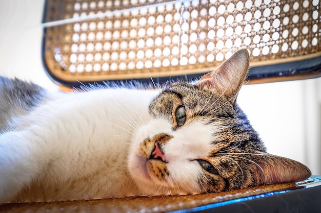 Download Closeup shot of a cute cat laying on a chair looking at the camera with blurred background ...