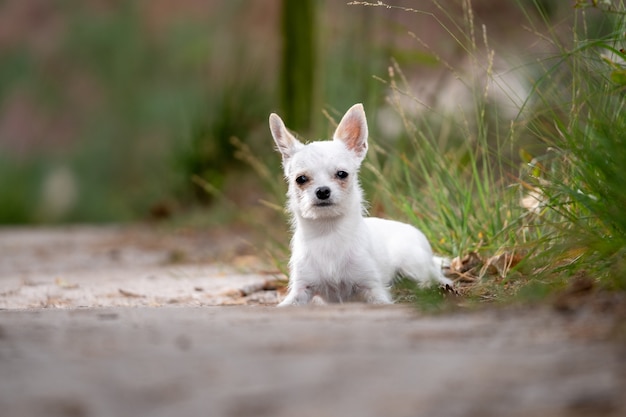 Free Photo | Closeup shot of a cute white chihuahua sitting on the ground