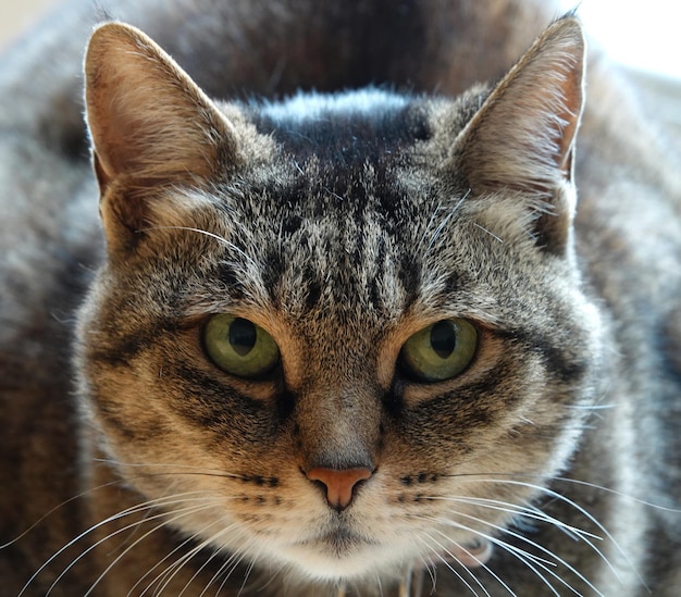 Free Photo Closeup Shot Of A Fierce Looking Cat