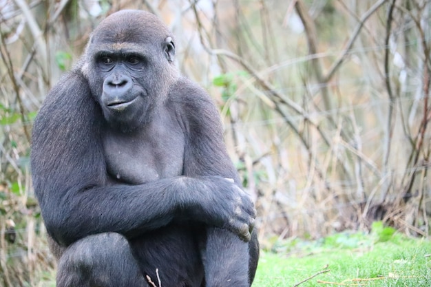 Free Photo | Closeup shot of a gorilla grabbing his arm while looking aside